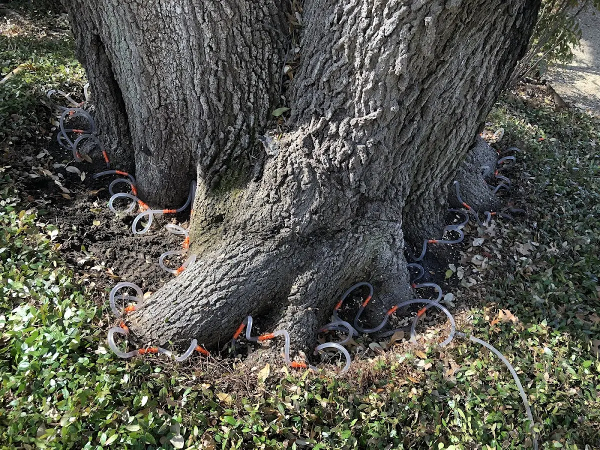 Detailed Shrub and Hedge Trimming job site in Knightdale