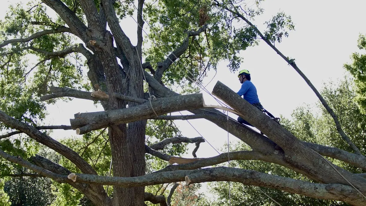 Professional Hazardous Tree Removal performed by certified arborists in Knightdale