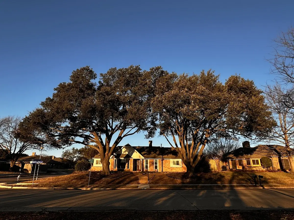 Established residential canopy tree shading a home in Knightdale
